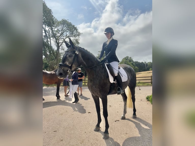 Brytyjski koń gorącokrwisty Klacz 4 lat 166 cm Siwa in Devon