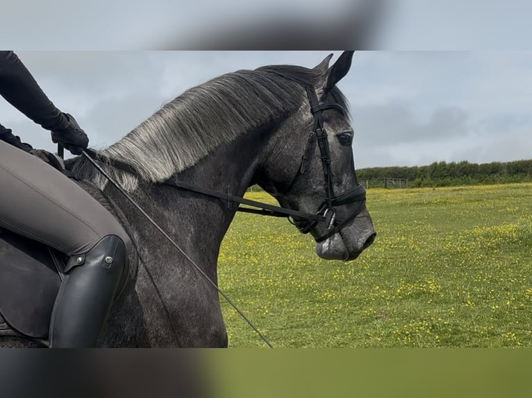 Brytyjski koń gorącokrwisty Klacz 4 lat 166 cm Siwa in Devon