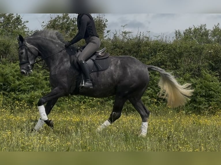 Brytyjski koń gorącokrwisty Klacz 4 lat 166 cm Siwa in Devon