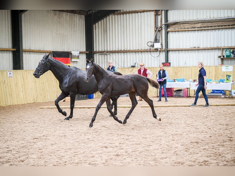 Brytyjski koń gorącokrwisty Ogier 1 Rok 173 cm Kara in CHESTER