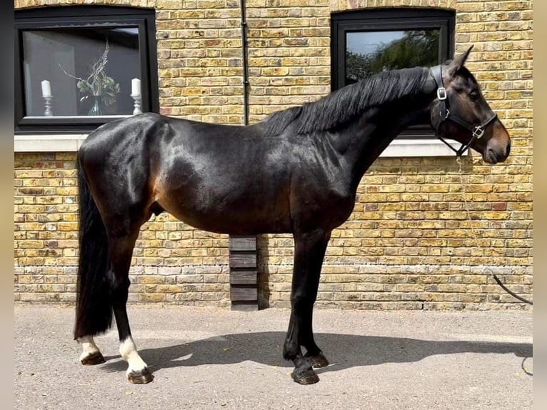 Brytyjski koń gorącokrwisty Ogier 7 lat 166 cm Ciemnogniada in Kent