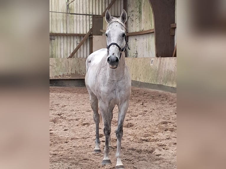 Brytyjski koń gorącokrwisty Wałach 10 lat 165 cm Siwa w hreczce in Messel