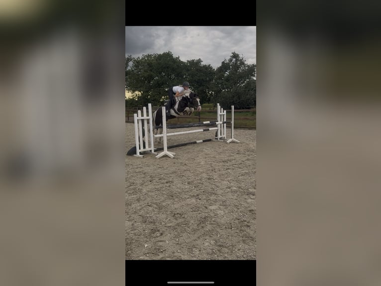 Brytyjski koń gorącokrwisty Mix Wałach 4 lat 146 cm Srokata in Bad Zwischenahn