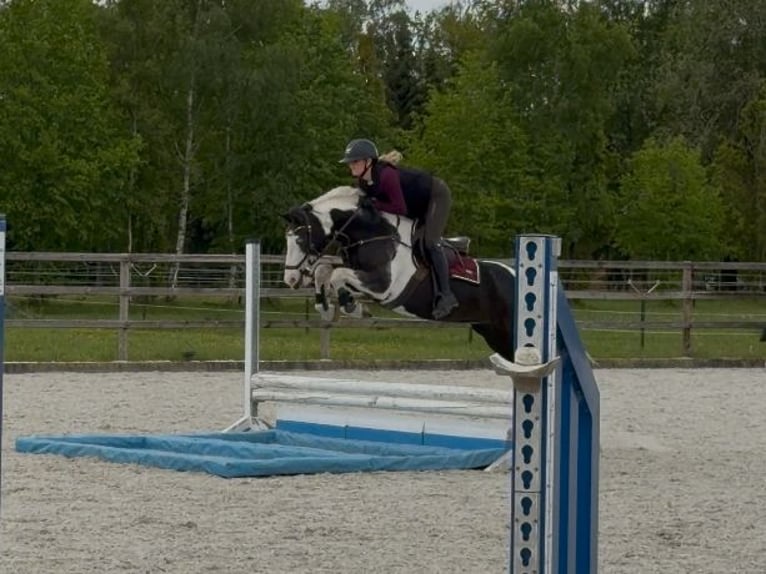 Brytyjski koń gorącokrwisty Mix Wałach 4 lat 146 cm Srokata in Bad Zwischenahn