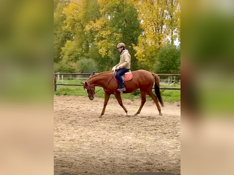 Brytyjski koń gorącokrwisty Wałach 7 lat 170 cm Kasztanowata in Erondegem