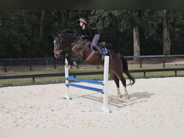 Brytyjski koń gorącokrwisty Wałach 10 lat 163 cm Gniada in Adamsville