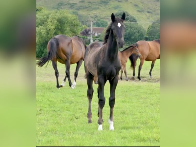 Brytyjski koń gorącokrwisty Wałach 1 Rok Kara in West Sussex