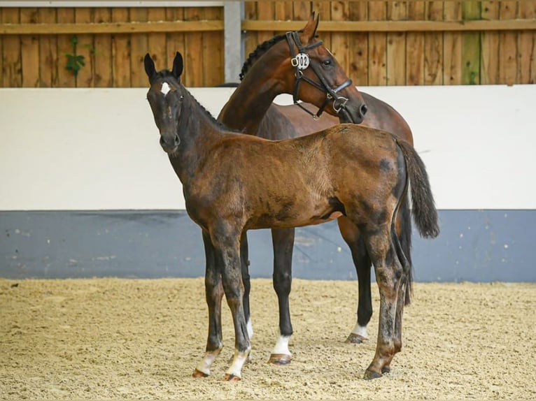 Brytyjski koń gorącokrwisty Wałach 1 Rok Kara in West Sussex