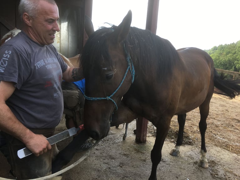 Brytyjski koń gorącokrwisty Mix Wałach 8 lat 172 cm Ciemnogniada in Oberbuch