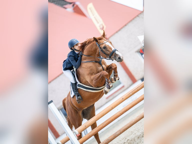 Budionni Yegua 8 años 163 cm Alazán-tostado in Prienai