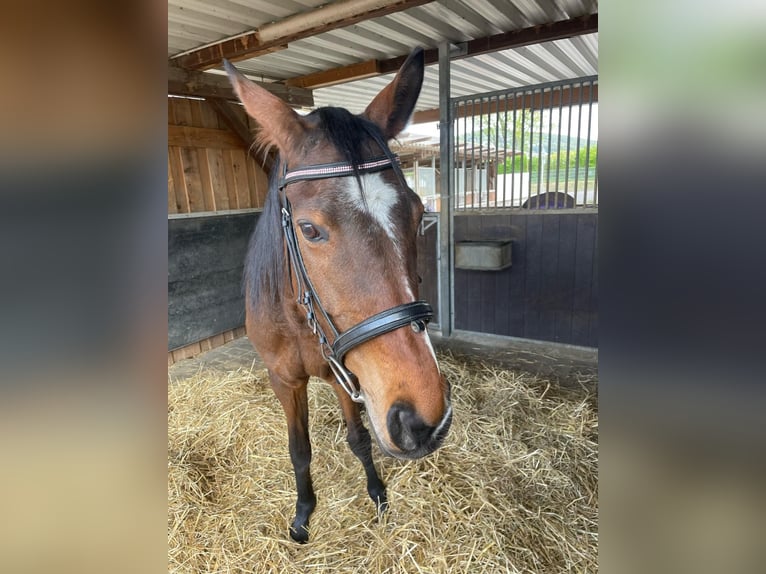 Budjonny Merrie 14 Jaar 155 cm Bruin in Schriesheim