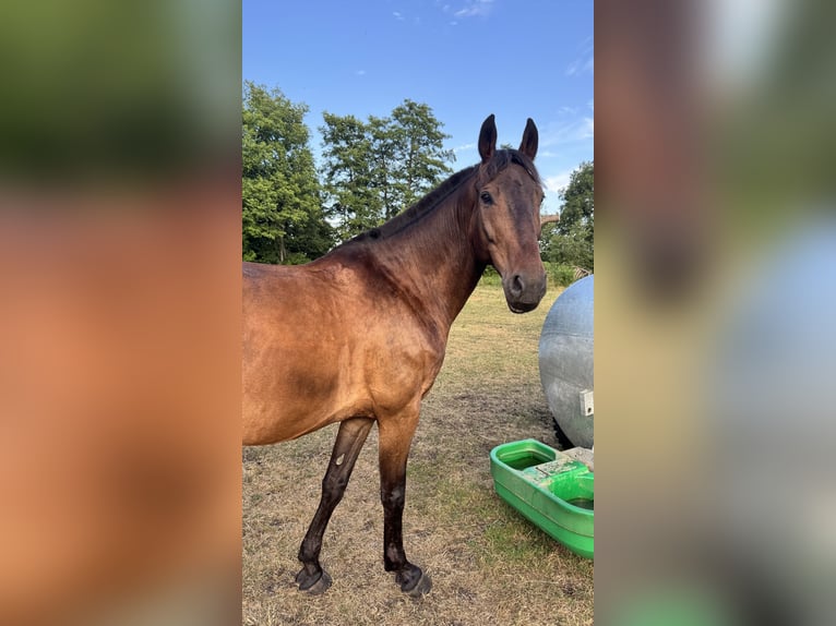 Budjonny Ruin 12 Jaar 170 cm Bruin in Oranienburg