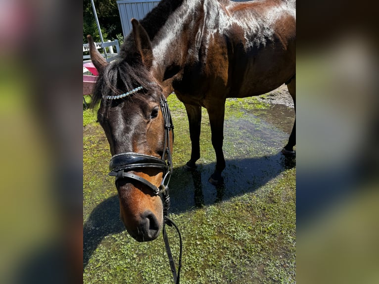 Budjonny Ruin 12 Jaar 170 cm Bruin in Oranienburg