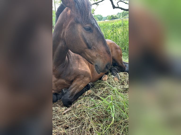 Budjonny Ruin 12 Jaar 170 cm Bruin in Oranienburg