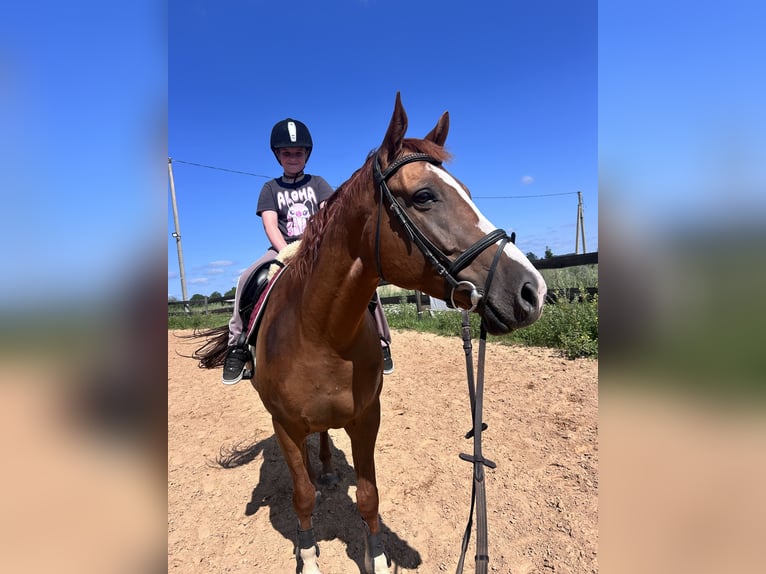Budjonny Stute 8 Jahre 163 cm Dunkelfuchs in Prienai