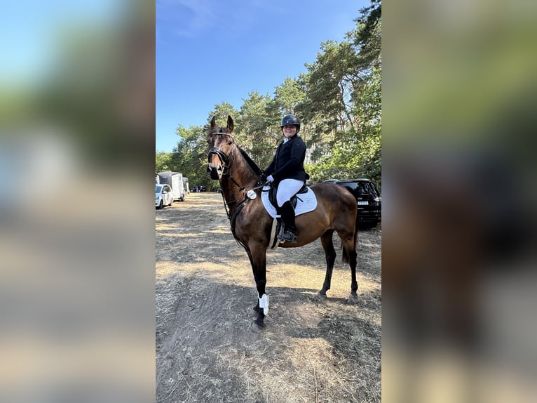 Budyonny Gelding 12 years 16.2 hh Brown in Oranienburg