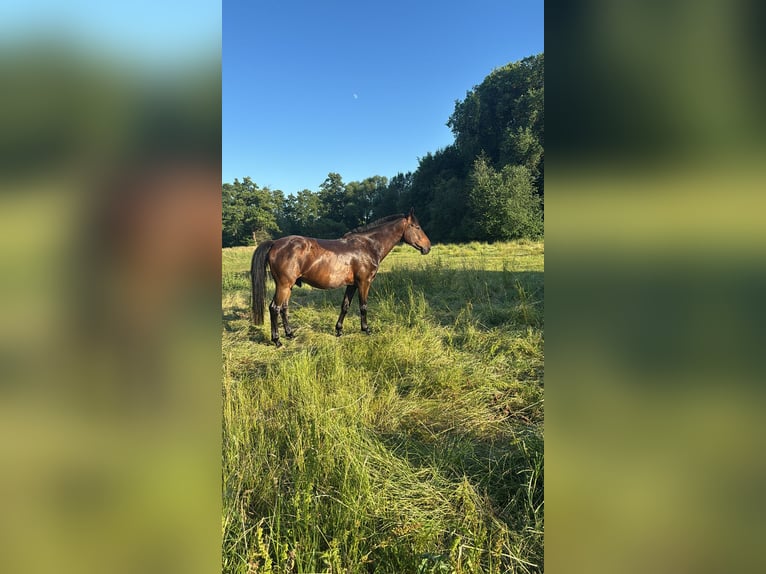 Budyonny Gelding 12 years 16.2 hh Brown in Oranienburg