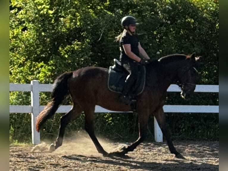 Budyonny Gelding 12 years 16.2 hh Brown in Oranienburg
