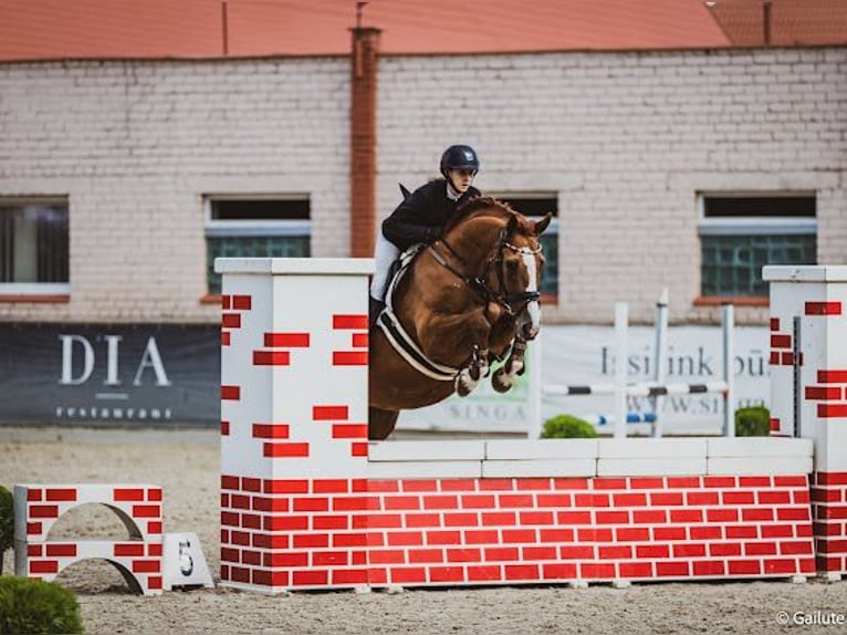 Budyonny Mare 8 years 16 hh Chestnut in Prienai