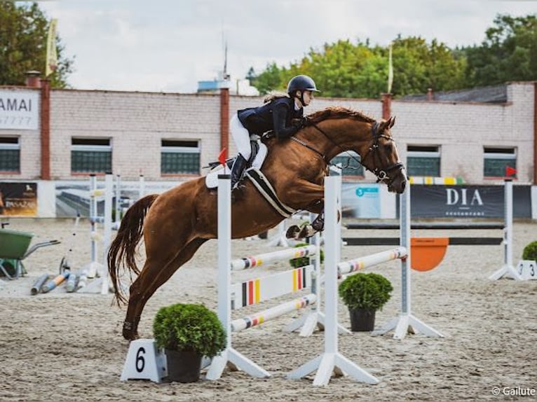 Budyonny Mare 8 years 16 hh Chestnut in Prienai