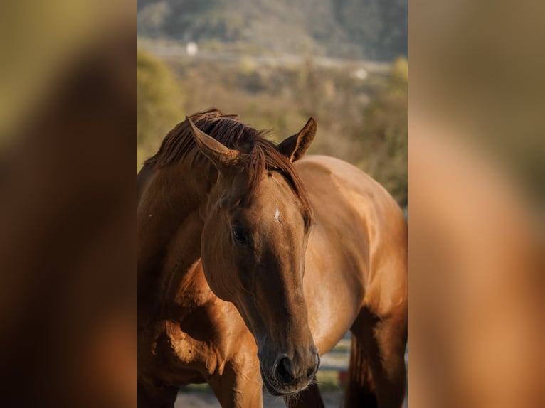Budyonny Stallion 10 years 16,1 hh Chestnut-Red in Eppan