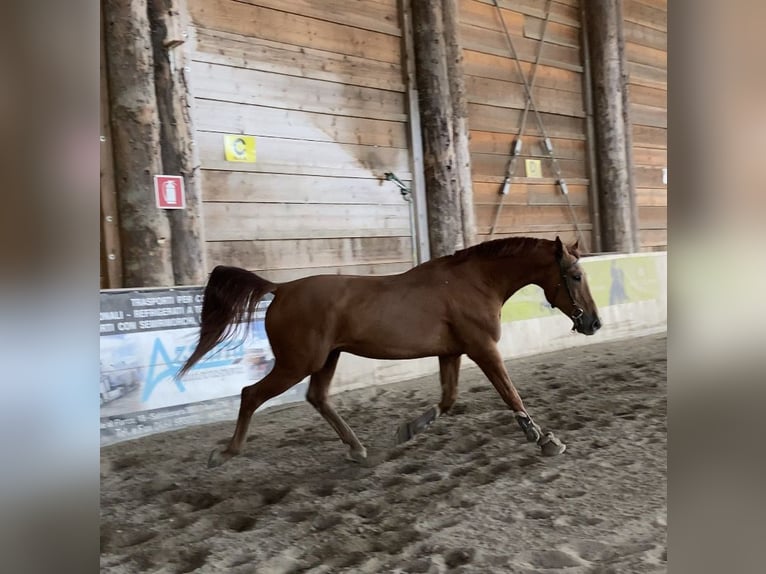 Budyonny Stallion 10 years 16,1 hh Chestnut-Red in Eppan