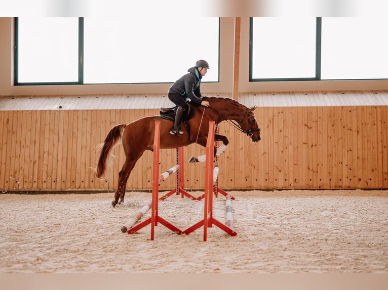 Budyonny Stallion Chestnut-Red in Aleksandria