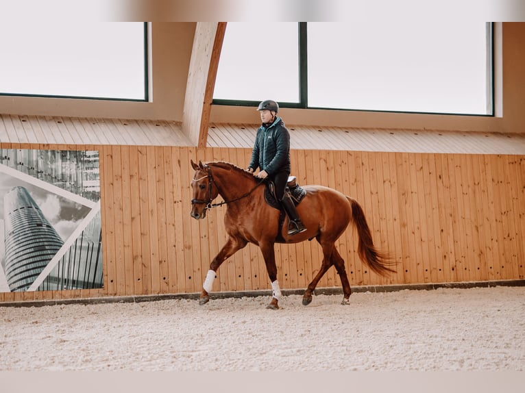 Budyonny Stallion Chestnut-Red in Aleksandria