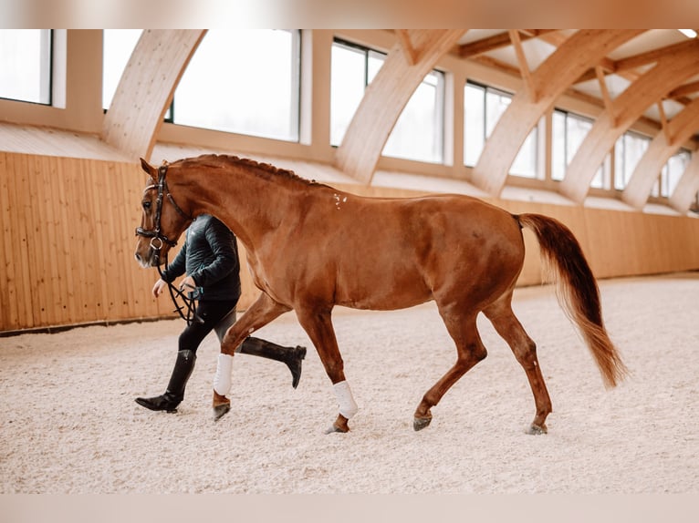 Budyonny Stallion Chestnut-Red in Aleksandria