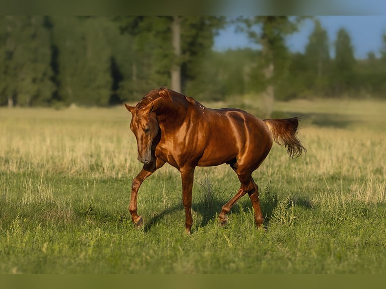 Budyonny Stallion Chestnut-Red in Aleksandria