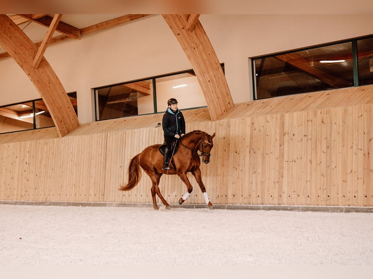 Budyonny Stallion Chestnut-Red in Aleksandria