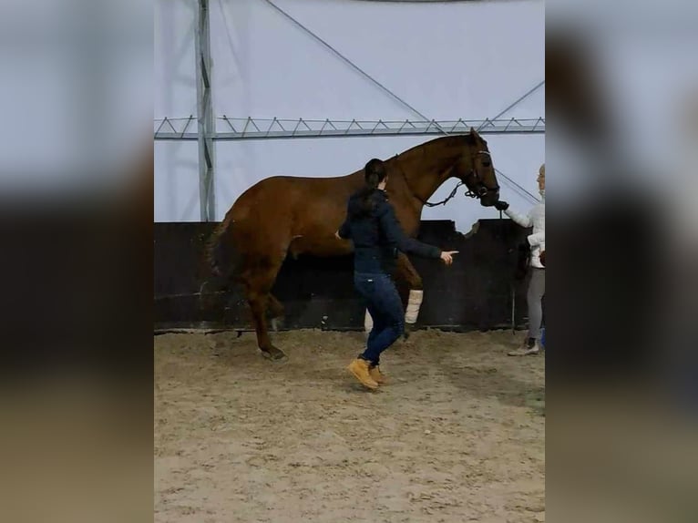 Budyonny Stallion Chestnut-Red in Aleksandria