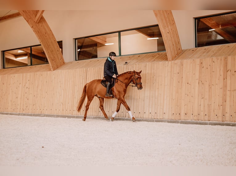 Budyonny Stallion Chestnut-Red in Aleksandria