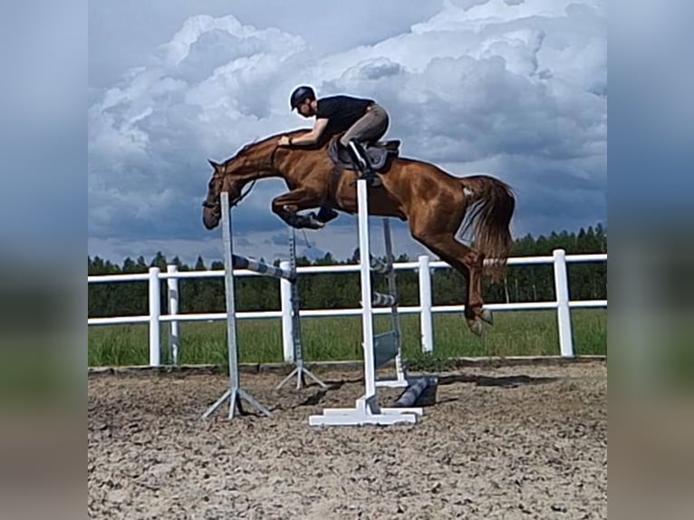 Budyonny Stallion Chestnut-Red in Aleksandria