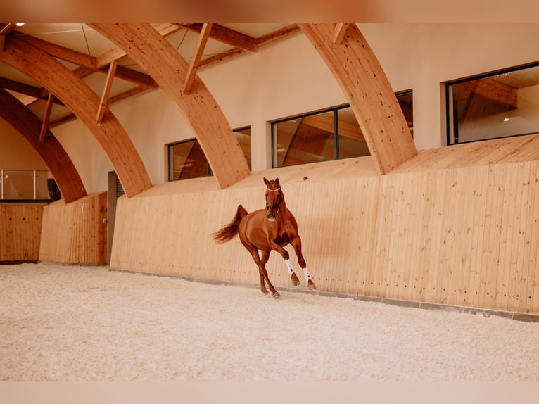 Budyonny Stallion Chestnut-Red in Aleksandria