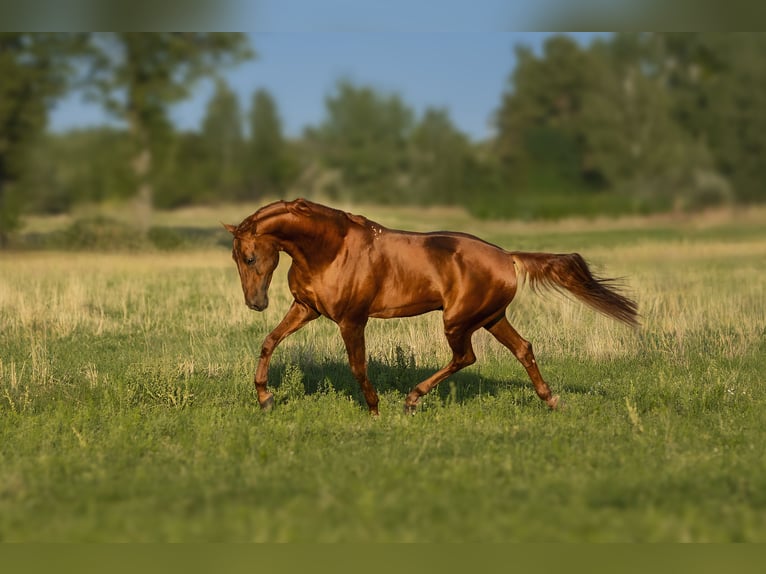 Budyonny Stallion Chestnut-Red in Aleksandria