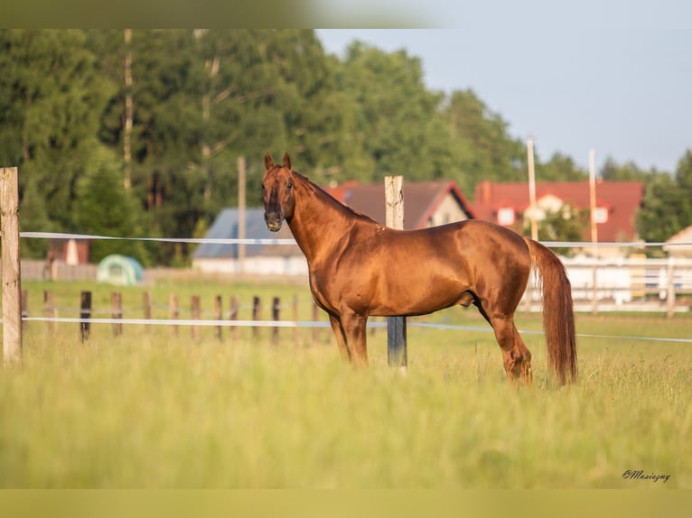 Budyonny Stallion Chestnut-Red in Aleksandria