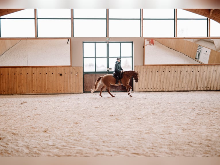 Budyonny Stallion Chestnut-Red in Aleksandria