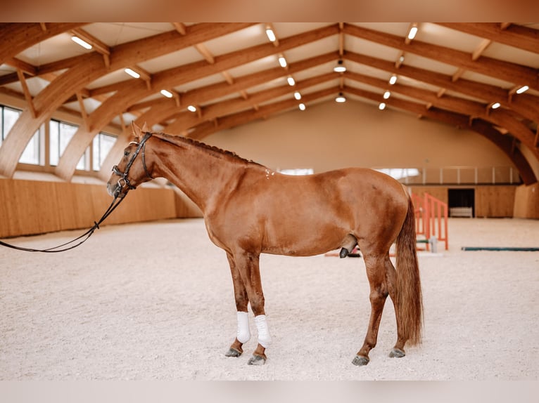 Budyonny Stallion Chestnut-Red in Aleksandria