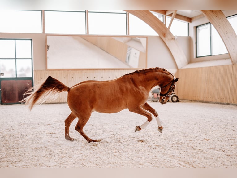 Budyonny Stallion Chestnut-Red in Aleksandria