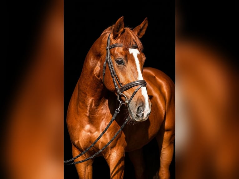 Budyonny Stallion Chestnut in Moscow