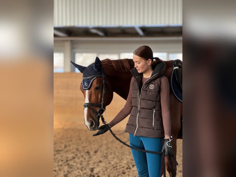 Budyonny Stallion Chestnut in Moscow