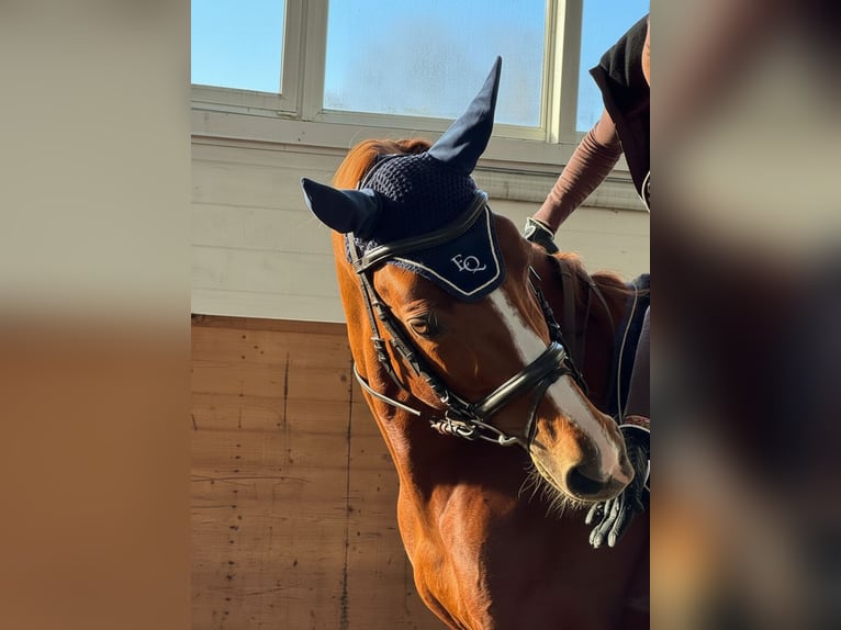 Budyonny Stallion Chestnut in Moscow