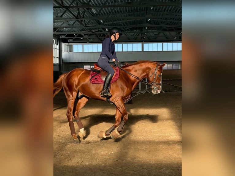Budyonny Stallion Chestnut in Moscow