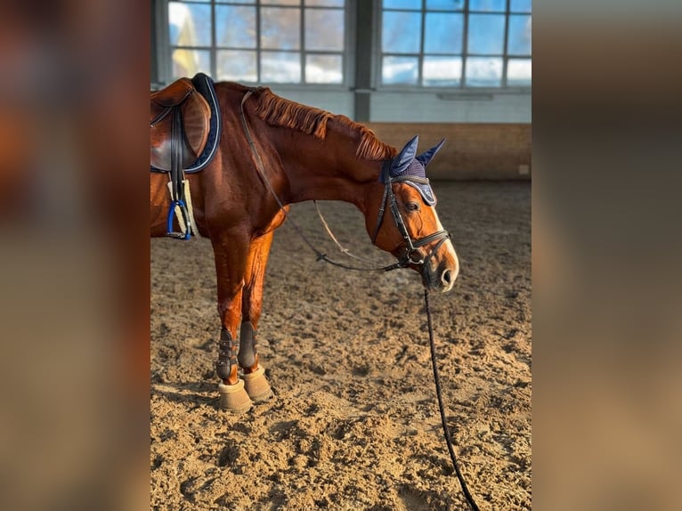 Budyonny Stallion Chestnut in Moscow