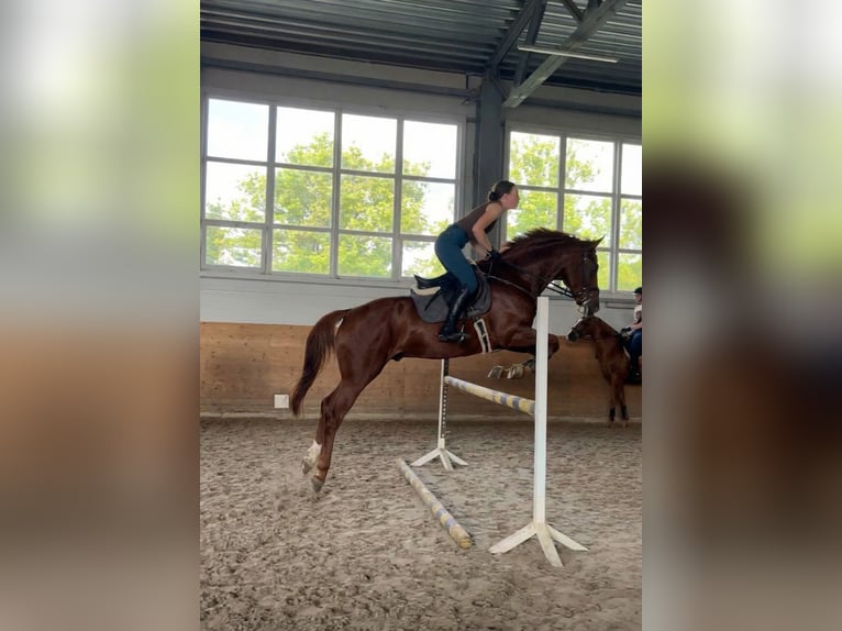 Budyonny Stallion Chestnut in Moscow