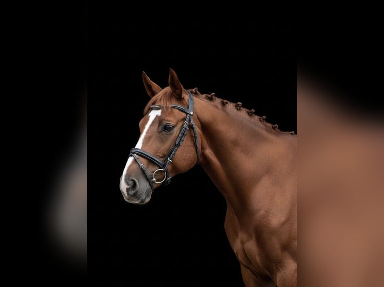 Budyonny Stallion Chestnut in Moscow