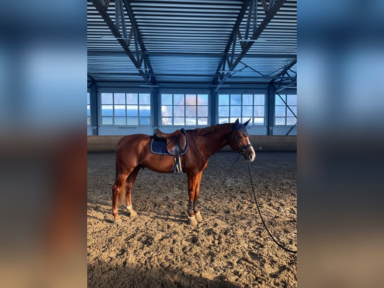 Budyonny Stallion Chestnut in Moscow