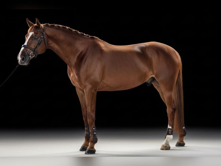 Budyonny Stallion Chestnut in Moscow