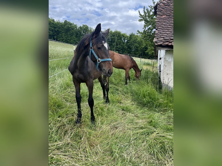 Bulgare oriental Hongre 2 Ans 175 cm Bai brun foncé in Suben